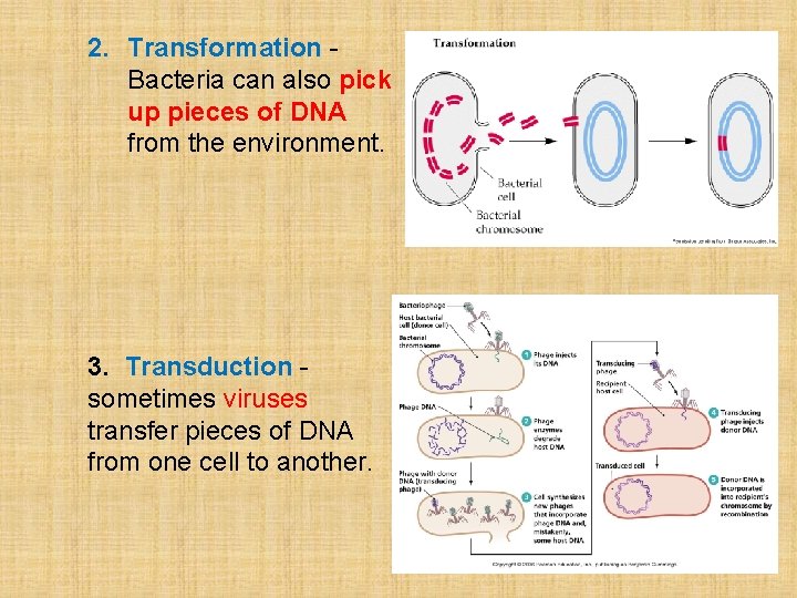 2. Transformation Bacteria can also pick up pieces of DNA from the environment. 3.