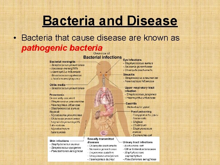 Bacteria and Disease • Bacteria that cause disease are known as pathogenic bacteria 