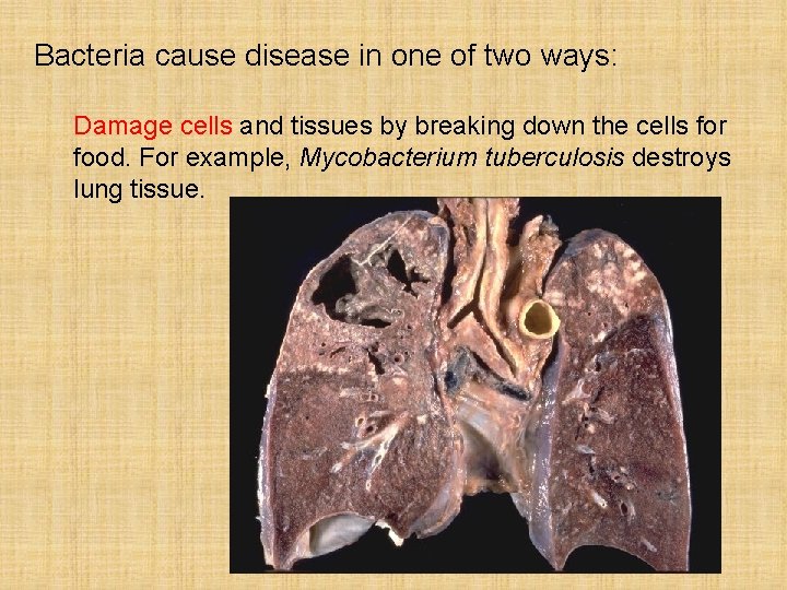 Bacteria cause disease in one of two ways: Damage cells and tissues by breaking