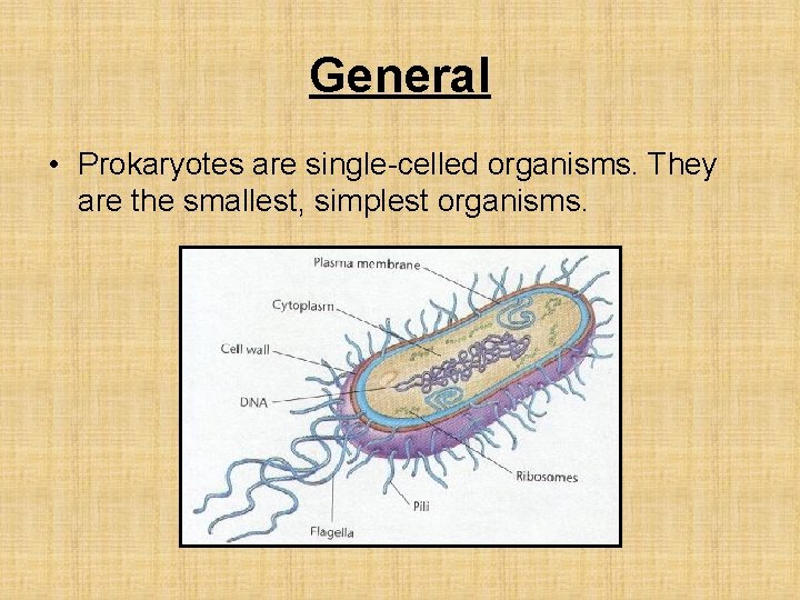 General • Prokaryotes are single-celled organisms. They are the smallest, simplest organisms. 