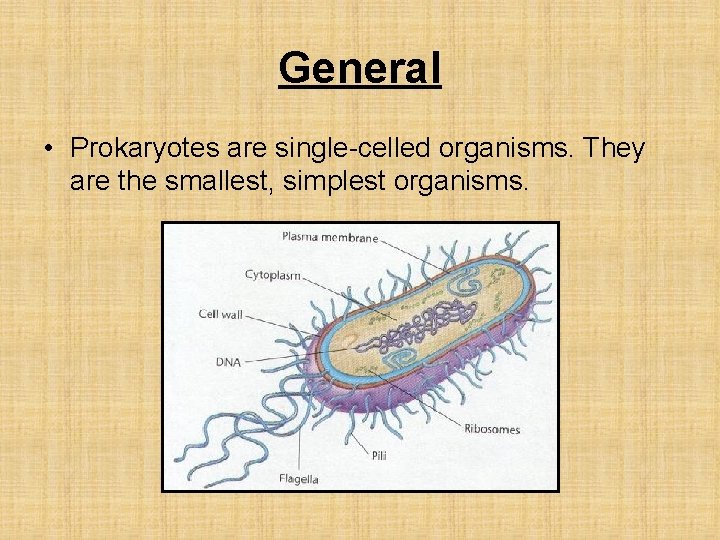 General • Prokaryotes are single-celled organisms. They are the smallest, simplest organisms. 