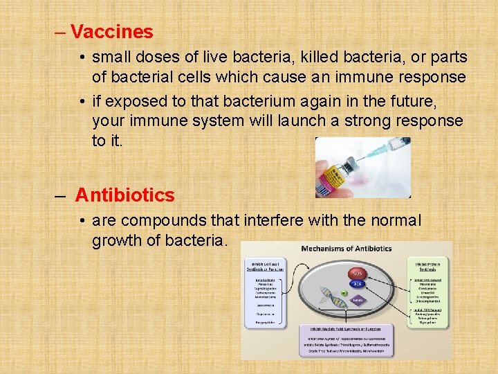 – Vaccines • small doses of live bacteria, killed bacteria, or parts of bacterial