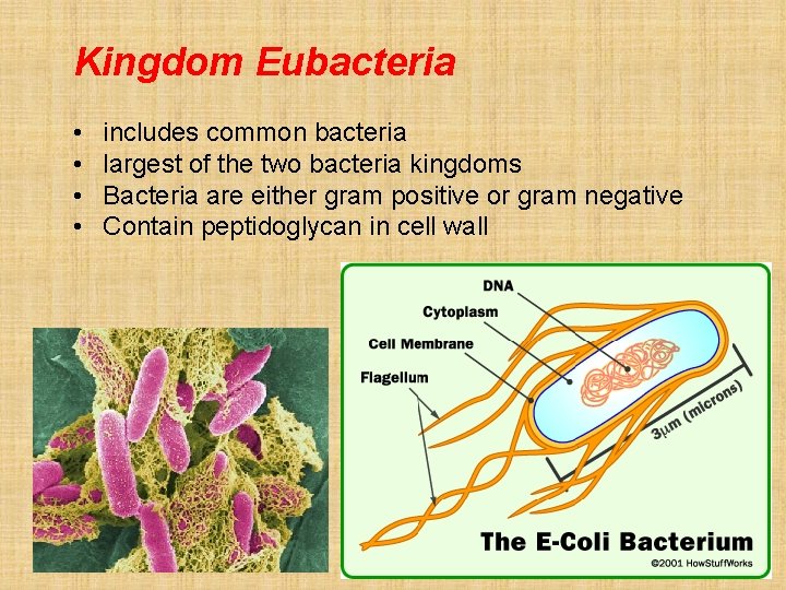 Kingdom Eubacteria • • includes common bacteria largest of the two bacteria kingdoms Bacteria