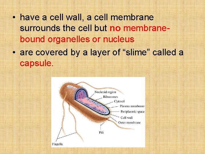  • have a cell wall, a cell membrane surrounds the cell but no