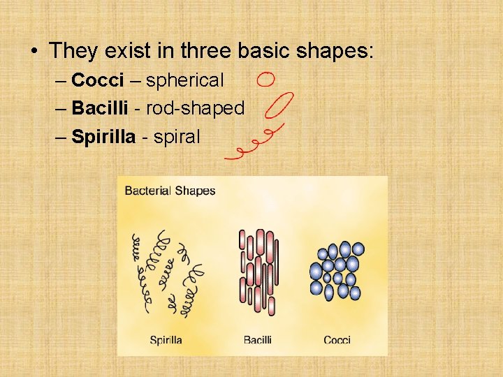  • They exist in three basic shapes: – Cocci – spherical – Bacilli