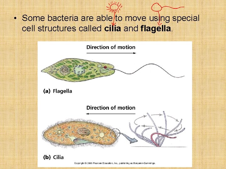  • Some bacteria are able to move using special cell structures called cilia