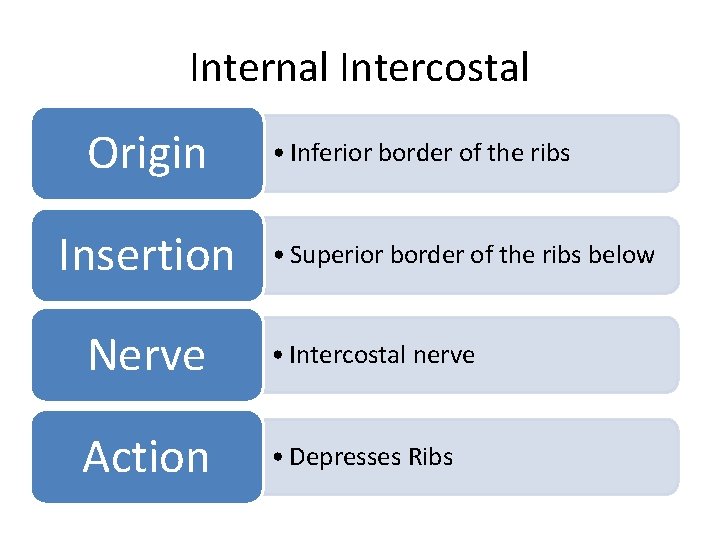 Internal Intercostal Origin Insertion • Inferior border of the ribs • Superior border of