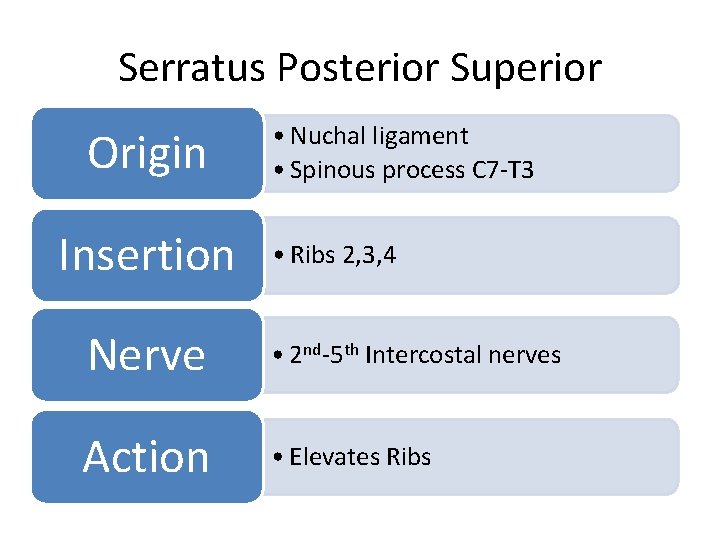 Serratus Posterior Superior Origin Insertion • Nuchal ligament • Spinous process C 7 -T