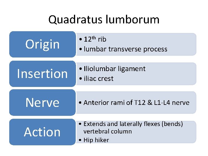 Quadratus lumborum Origin Insertion • 12 th rib • lumbar transverse process • Iliolumbar