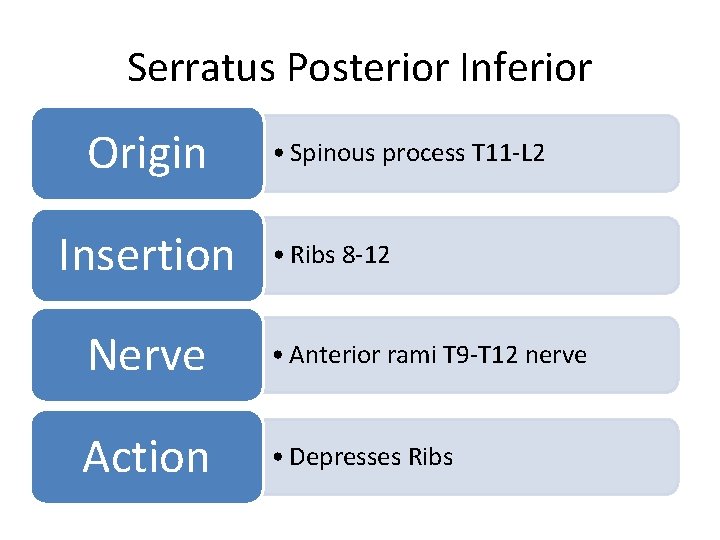 Serratus Posterior Inferior Origin Insertion • Spinous process T 11 -L 2 • Ribs