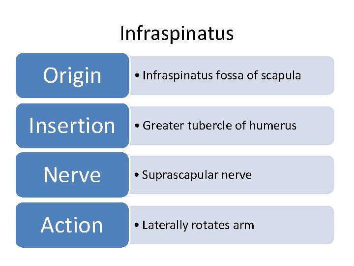 Infraspinatus Origin • Infraspinatus fossa of scapula Insertion • Greater tubercle of humerus Nerve