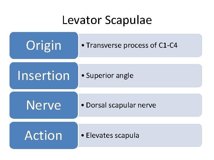 Levator Scapulae Origin Insertion • Transverse process of C 1 -C 4 • Superior