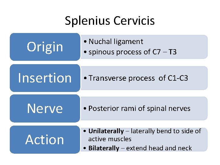 Splenius Cervicis Origin • Nuchal ligament • spinous process of C 7 – T