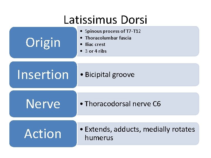 Latissimus Dorsi Origin Insertion • • Spinous process of T 7 -T 12 Thoracolumbar