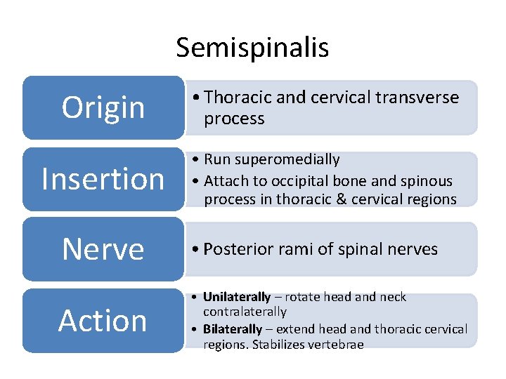 Semispinalis Origin • Thoracic and cervical transverse process Insertion • Run superomedially • Attach
