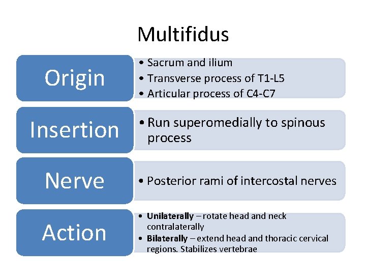 Multifidus Origin Insertion • Sacrum and ilium • Transverse process of T 1 -L