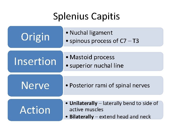 Splenius Capitis Origin Insertion • Nuchal ligament • spinous process of C 7 –