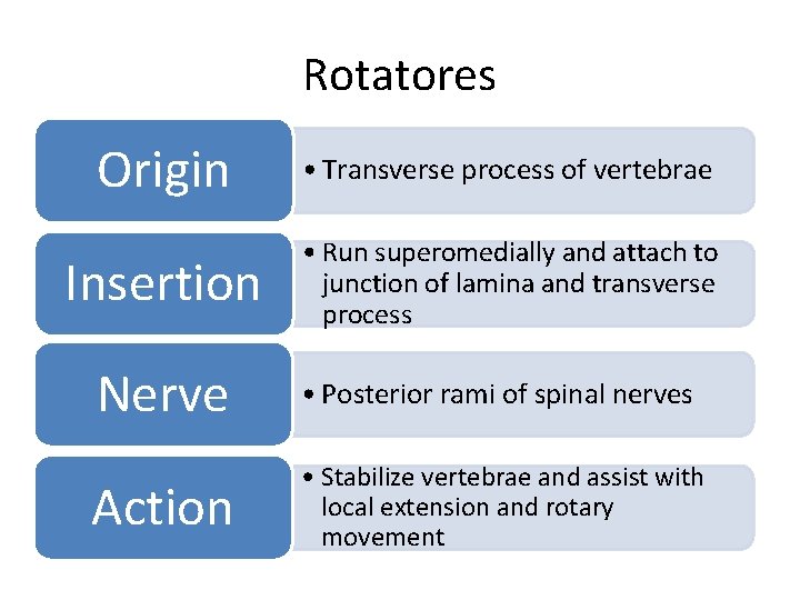 Rotatores Origin • Transverse process of vertebrae Insertion • Run superomedially and attach to