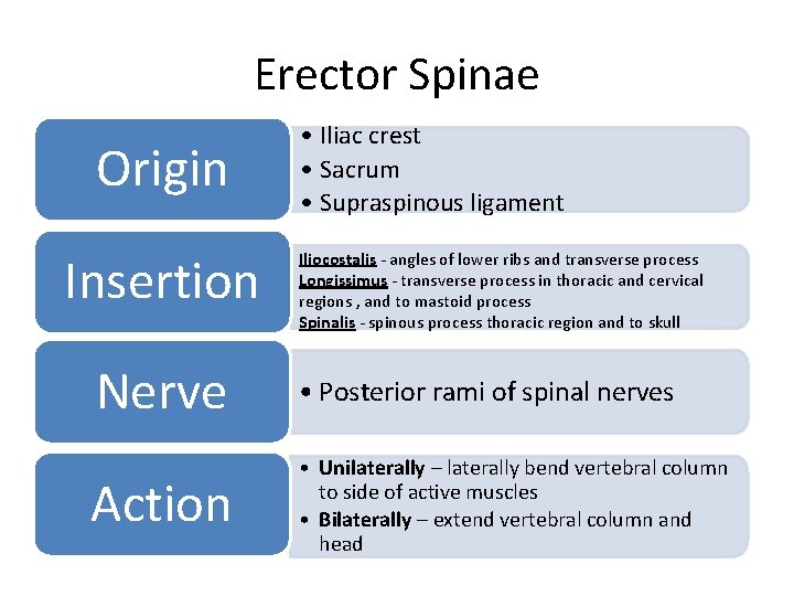 Erector Spinae Origin Insertion • Iliac crest • Sacrum • Supraspinous ligament Iliocostalis -