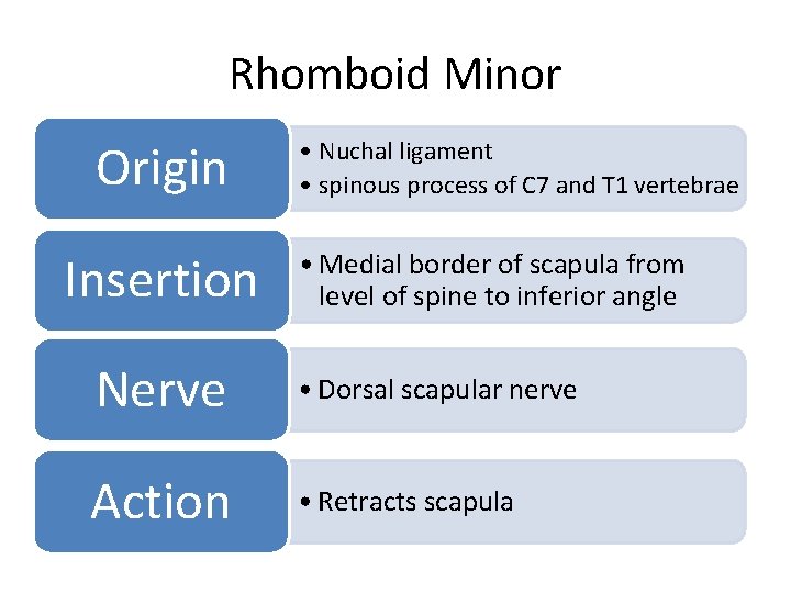 Rhomboid Minor Origin Insertion • Nuchal ligament • spinous process of C 7 and