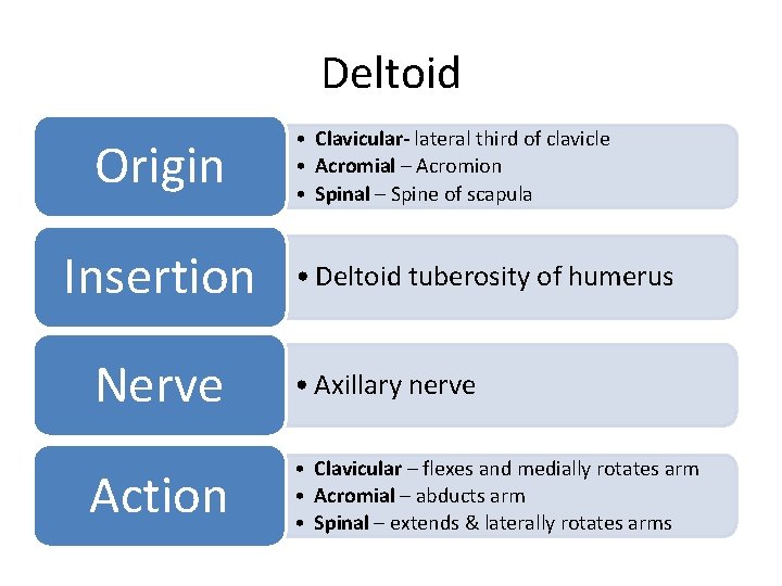 Deltoid Origin Insertion • Clavicular- lateral third of clavicle • Acromial – Acromion •