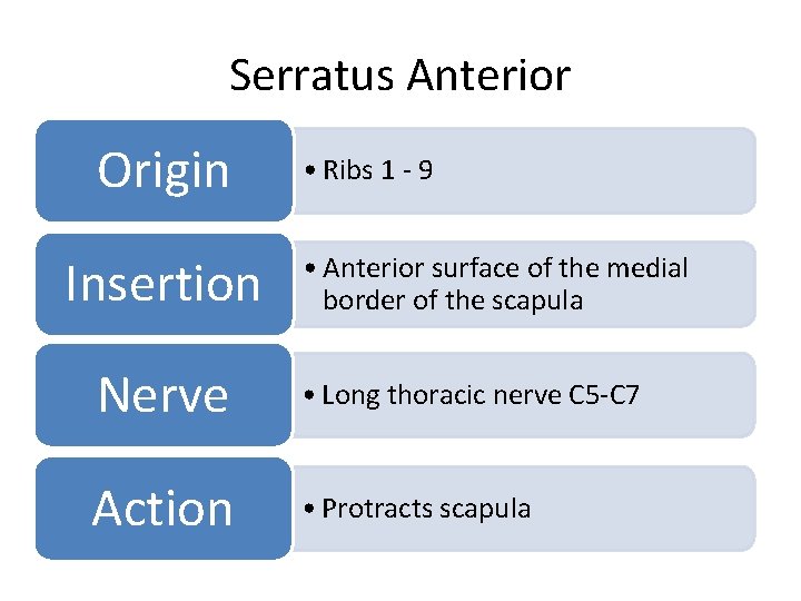 Serratus Anterior Origin Insertion • Ribs 1 - 9 • Anterior surface of the