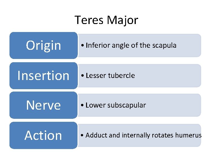 Teres Major Origin Insertion • Inferior angle of the scapula • Lesser tubercle Nerve