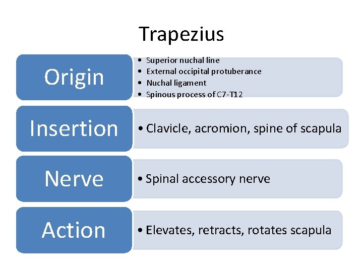 Trapezius Origin Insertion • • Superior nuchal line External occipital protuberance Nuchal ligament Spinous