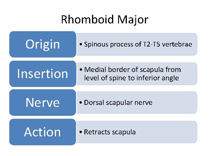 Rhomboid Major Origin Insertion • Spinous process of T 2 -T 5 vertebrae •