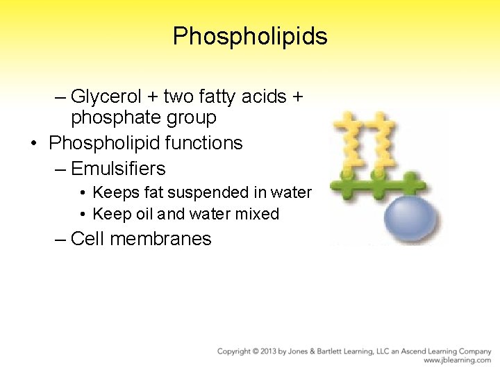 Phospholipids – Glycerol + two fatty acids + phosphate group • Phospholipid functions –