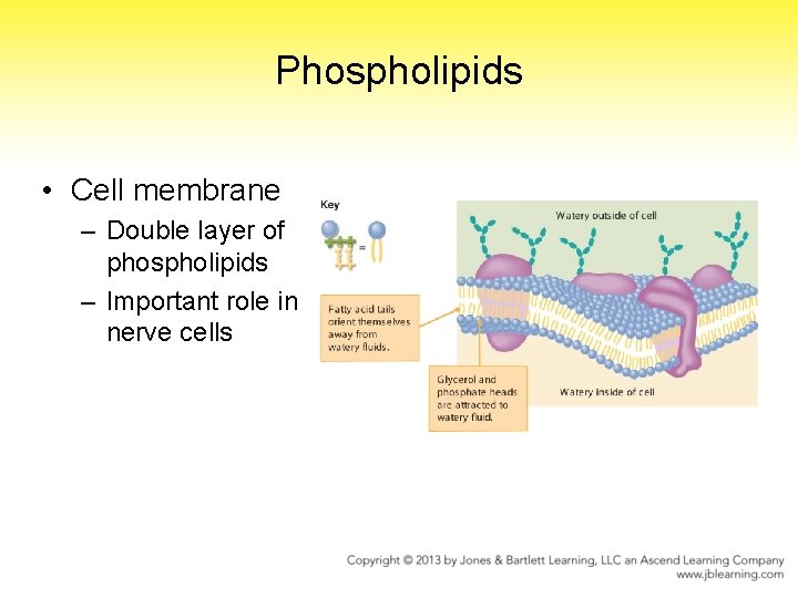 Phospholipids • Cell membrane – Double layer of phospholipids – Important role in nerve