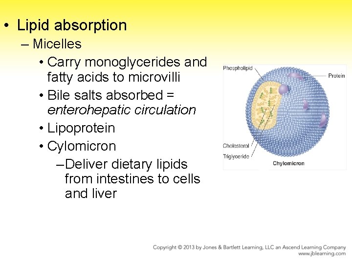  • Lipid absorption – Micelles • Carry monoglycerides and fatty acids to microvilli