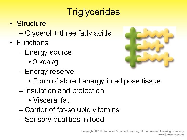 Triglycerides • Structure – Glycerol + three fatty acids • Functions – Energy source