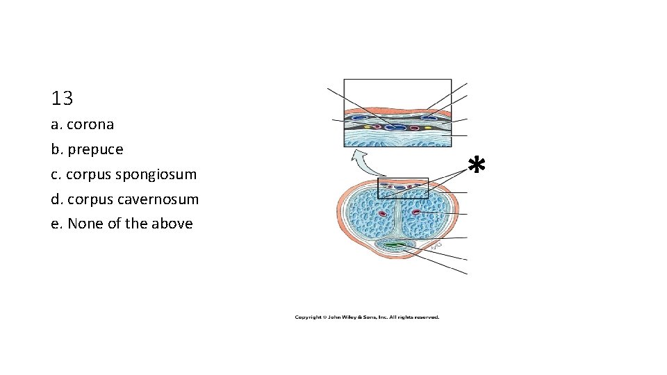 13 a. corona b. prepuce c. corpus spongiosum d. corpus cavernosum e. None of
