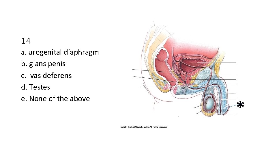 14 a. urogenital diaphragm b. glans penis c. vas deferens d. Testes e. None