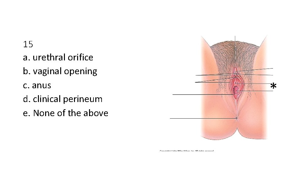15 a. urethral orifice b. vaginal opening c. anus d. clinical perineum e. None