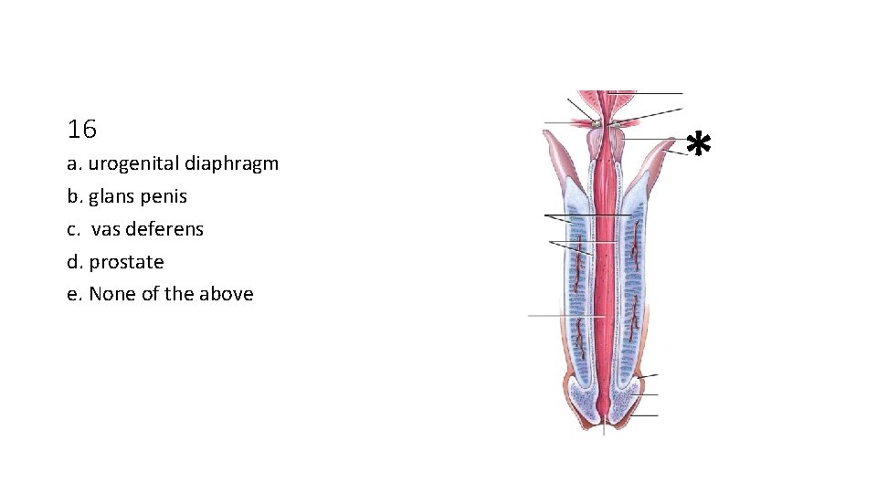 16 a. urogenital diaphragm b. glans penis c. vas deferens d. prostate e. None