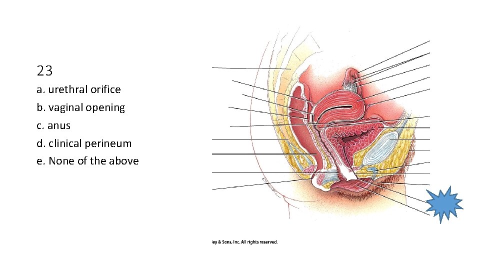 23 a. urethral orifice b. vaginal opening c. anus d. clinical perineum e. None