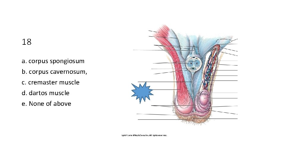 18 a. corpus spongiosum b. corpus cavernosum, c. cremaster muscle d. dartos muscle e.