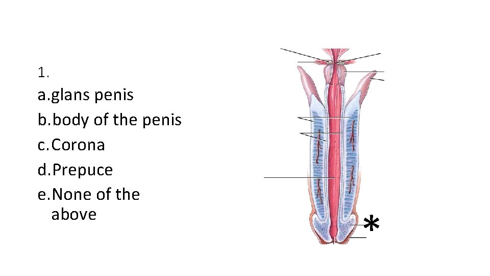 1. a. glans penis b. body of the penis c. Corona d. Prepuce e.