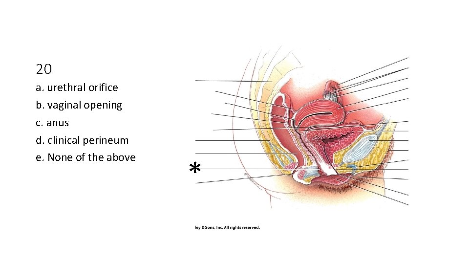 20 a. urethral orifice b. vaginal opening c. anus d. clinical perineum e. None