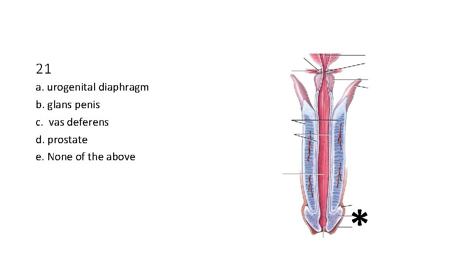 21 a. urogenital diaphragm b. glans penis c. vas deferens d. prostate e. None