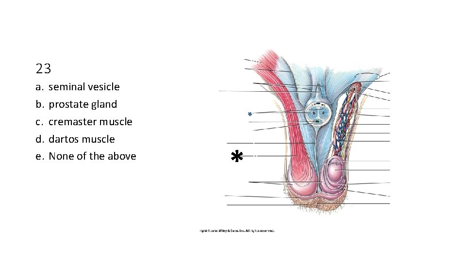 c o r p u s 23 a. b. c. d. e. seminal vesicle