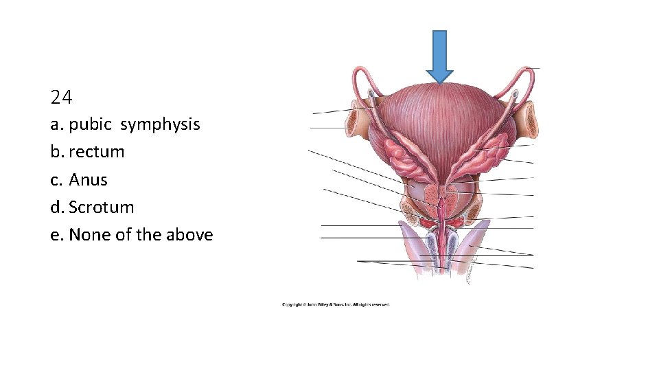 24 a. pubic symphysis b. rectum c. Anus d. Scrotum e. None of the