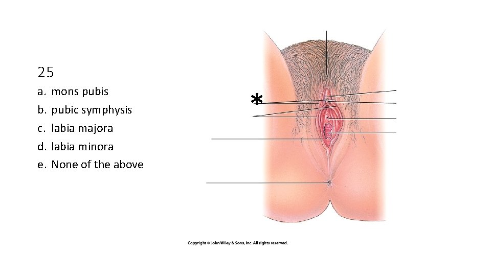 25 a. b. c. d. e. mons pubic symphysis labia majora labia minora None