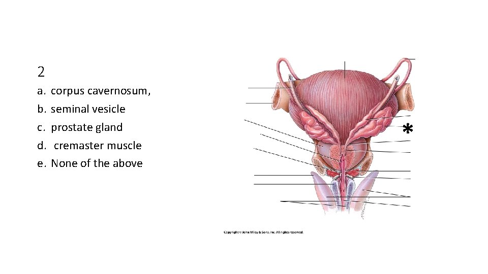 2 a. b. c. d. e. corpus cavernosum, seminal vesicle prostate gland cremaster muscle