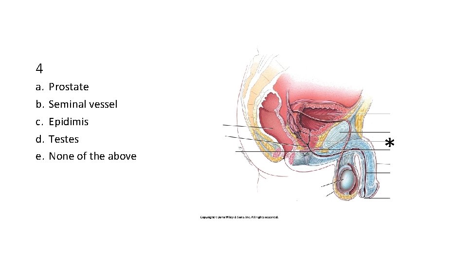 4 a. b. c. d. e. Prostate Seminal vessel Epidimis Testes None of the