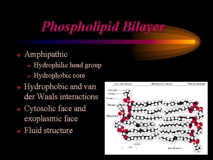 Phospholipid Bilayer è Amphipathic è è è Hydrophilic head group Hydrophobic core Hydrophobic and