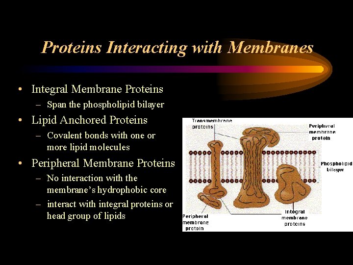 Proteins Interacting with Membranes • Integral Membrane Proteins – Span the phospholipid bilayer •