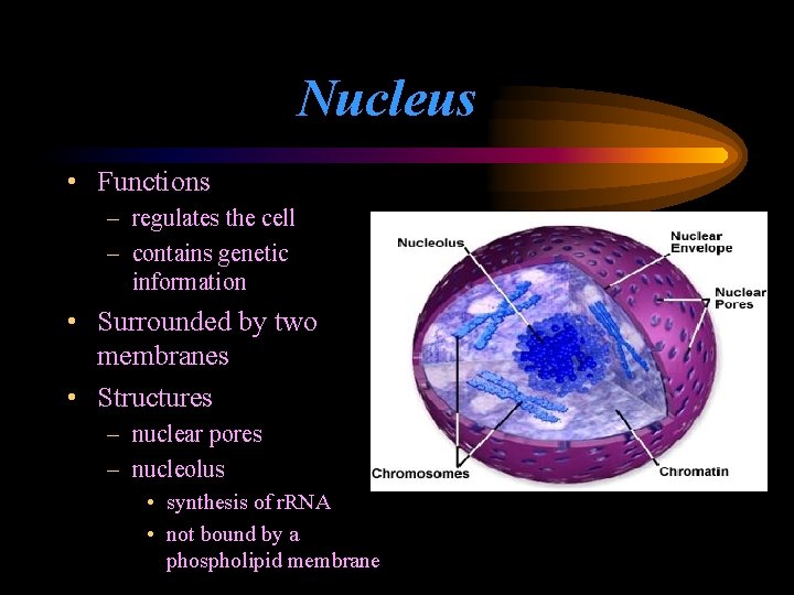 Nucleus • Functions – regulates the cell – contains genetic information • Surrounded by